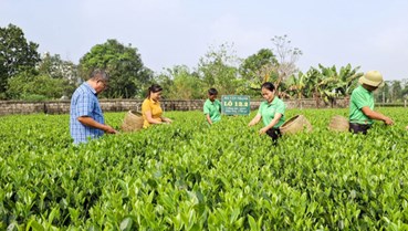 Thái Nguyên: Trồng mới, trồng lại trên 430ha chè