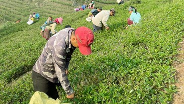 Liên kết chuỗi giá trị: Bệ phóng cho chè hữu cơ và thương hiệu Lào Cai