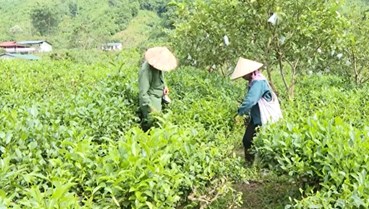 Phiêng An “khởi sắc” từ những đồi chè xanh