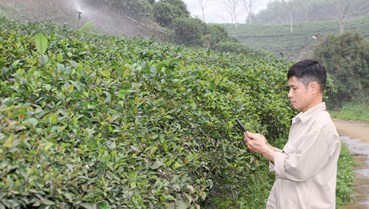 Hương vị và giá trị dược liệu từ chè tím Thái Nguyên