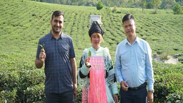 Từ đồi chè Lai Châu đến bàn trà Afghanistan