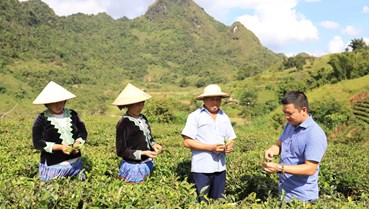 Cây chè: Điểm tựa phát triển kinh tế ở Lai Châu