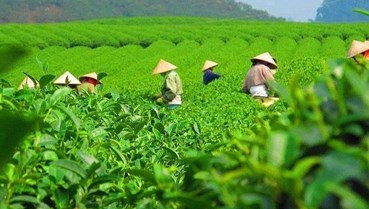 Đa dạng hóa thị trường: Chìa khóa cho ngành chè Việt