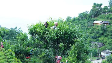 Lào Cai: Nâng tầm Chè Shan Tuyết thành biểu tượng kinh tế xanh