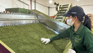 Từ B’Lao đến xu hướng mới của ngành trà Việt