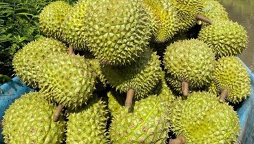 Cú hích từ năm Nghị định thư: Nông sản Việt mở rộng cánh cửa vào thị trường tỷ dân