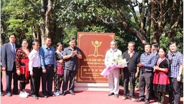 Giá trị mới cho chè Shan tuyết Tủa Chùa từ chỉ dẫn địa lý số 00149