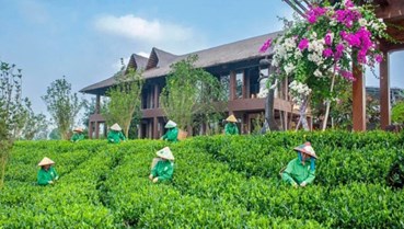 Công nghệ và chiến lược mới: Chìa khóa đưa Chè Thái Nguyên ra thế giới