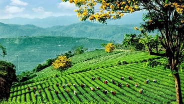 Khai phá thị trường Đức: Lợi thế chiến lược mới cho trà Việt Nam