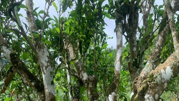 Giải mã chất lượng thượng hạng của Shan tuyết Phình Hồ