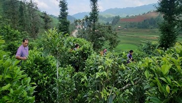 Khi chè Shan tuyết trở thành nông sản chủ lực ở Púng Luông