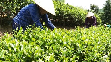 Vùng chè Thượng Minh chuyển mình bền vững từ Chương trình mục tiêu quốc gia