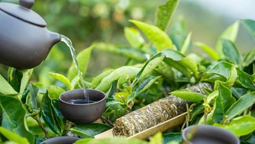 Chè shan tuyết Tà Xùa thăng hạng trong Top 20 Khởi nghiệp Quốc gia