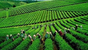 Xuất khẩu chè phục hồi: Bài toán chinh phục thị trường Hoa Kỳ