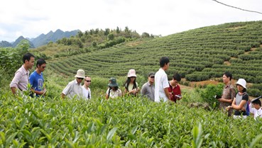 Chè Việt vươn tầm châu Âu: Cơ hội vàng mở rộng thị phần