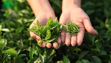 Chè Việt và cuộc cách mạng C/O trong kỷ nguyên FTA