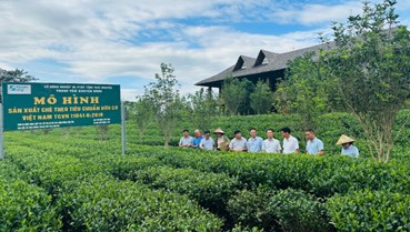 Vùng trồng: Chìa khóa xác thực giá trị của trà 