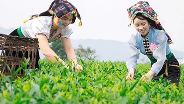 Xuất xứ số: Đòn bẩy FTA mới cho chè Việt