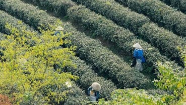 Cây chè: Sinh kế lâu dài của người dân xã Đường Hoa