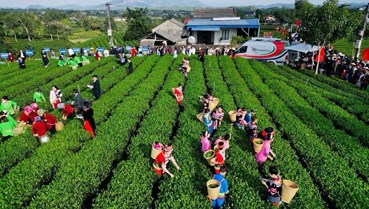 Thái Nguyên: Hiện thực hóa khát vọng đưa "hồn" trà Việt thành di sản nhân loại