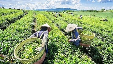 Cuộc đua dẫn dắt tăng trưởng trên thị trường trà Việt Nam đến 2030