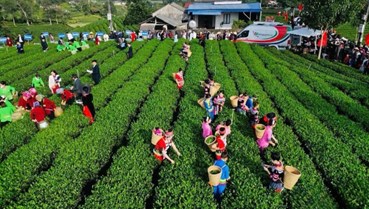 Trà Việt mùa Tết 2026: Sức bật từ văn hóa, lễ hội và thị trường