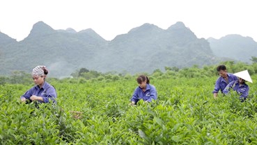 Công ty Cổ phần Chè Hùng An: Nỗ lực vượt khó, tạo nền tảng phát triển bền vững