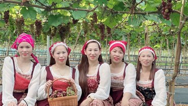 Hấp dẫn với du lịch trải nghiệm “vườn nho Thủy Thắng” ở Phú Thọ