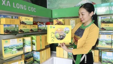 Phú Thọ: Phát triển thương hiệu chè Bát Tiên Long Cốc