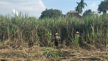 Rộn ràng mùa nấu mật mía ở Vũ Quang