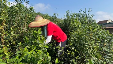 Giá chè xanh tại Hà Tĩnh tăng mạnh dịp cận Tết