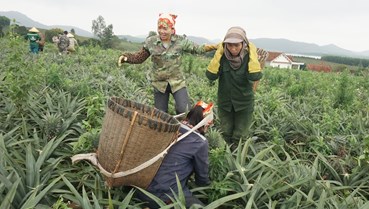 Hà Tĩnh: Hướng tới trung tâm cây ăn quả xuất khẩu Bắc Trung Bộ