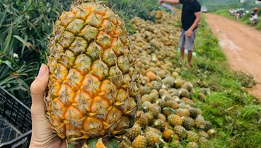 Liên kết phát triển vùng trồng dứa tại Hà Tĩnh: Hướng tới sản xuất bền vững