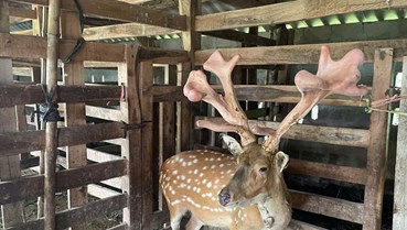 Hà Tĩnh: Thu hoạch cặp nhung hươu “khủng” nặng hơn 5,4kg