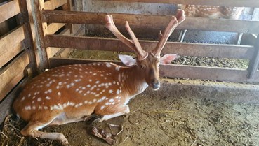 Hà Tĩnh: Phát triển thương hiệu hươu sao và dó trầm theo hướng bền vững