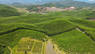 Quảng Trị: Đầu tư hơn 37,6 tỷ đồng đầu tư trồng rừng thay thế
