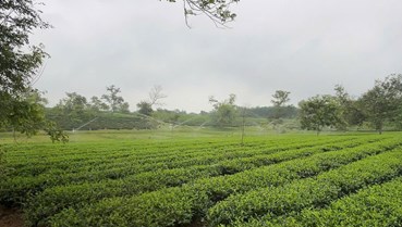 Chống hạn cho cây chè giữa “chảo lửa” miền Trung