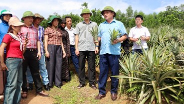Hiệu quả từ mô hình liên kết trồng dứa Cayen tại xã Thượng Đức
