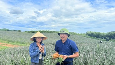 Dứa liên kết – Mô hình nông nghiệp kiểu mới ở Hà Tĩnh