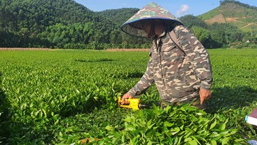 Hà Tĩnh: Xuất khẩu chè vượt kỳ vọng trong 7 tháng đầu năm 2025