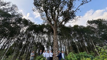 Hà Tĩnh hướng tới phát triển bền vững cây dó bầu giai đoạn 2026-2030