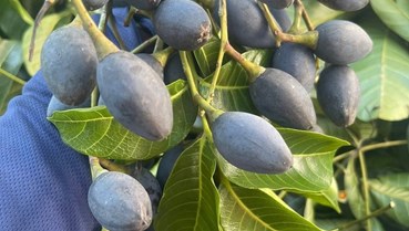 Hà Tĩnh: Thủ phủ "vàng đen" vào mùa thu hoạch