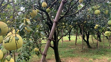 Bưởi Phúc Trạch: Đẩy mạnh liên kết, nâng cao giá trị thương hiệu đặc sản