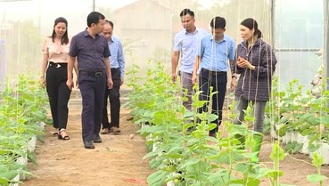 Phát triển chuỗi liên kết rau, quả an toàn: Hướng đi bền vững cho nông nghiệp