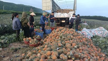 Hà Tĩnh: Mô hình liên kết trồng dứa mang lại hiệu quả tích cực