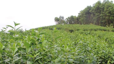 Cây chè, hướng đi mới cho nền nông nghiệp ở Như Xuân