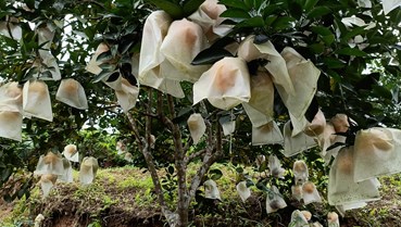 Hà Tĩnh: Cam trĩu quả, giá cao – nông dân vui như mở hội