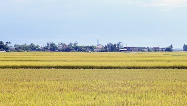 Hà Tĩnh: Tăng cường quản lý chất lượng và cách đóng gói giống lúa 2026