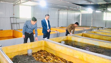 Hà Tĩnh: Nuôi lươn không bùn – Hướng đi hiệu quả trong phát triển kinh tế nông thôn