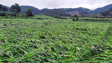 Hà Tĩnh dành gần 16,3 tỷ đồng hỗ trợ người dân vùng thiên tai khôi phục sản xuất ngô